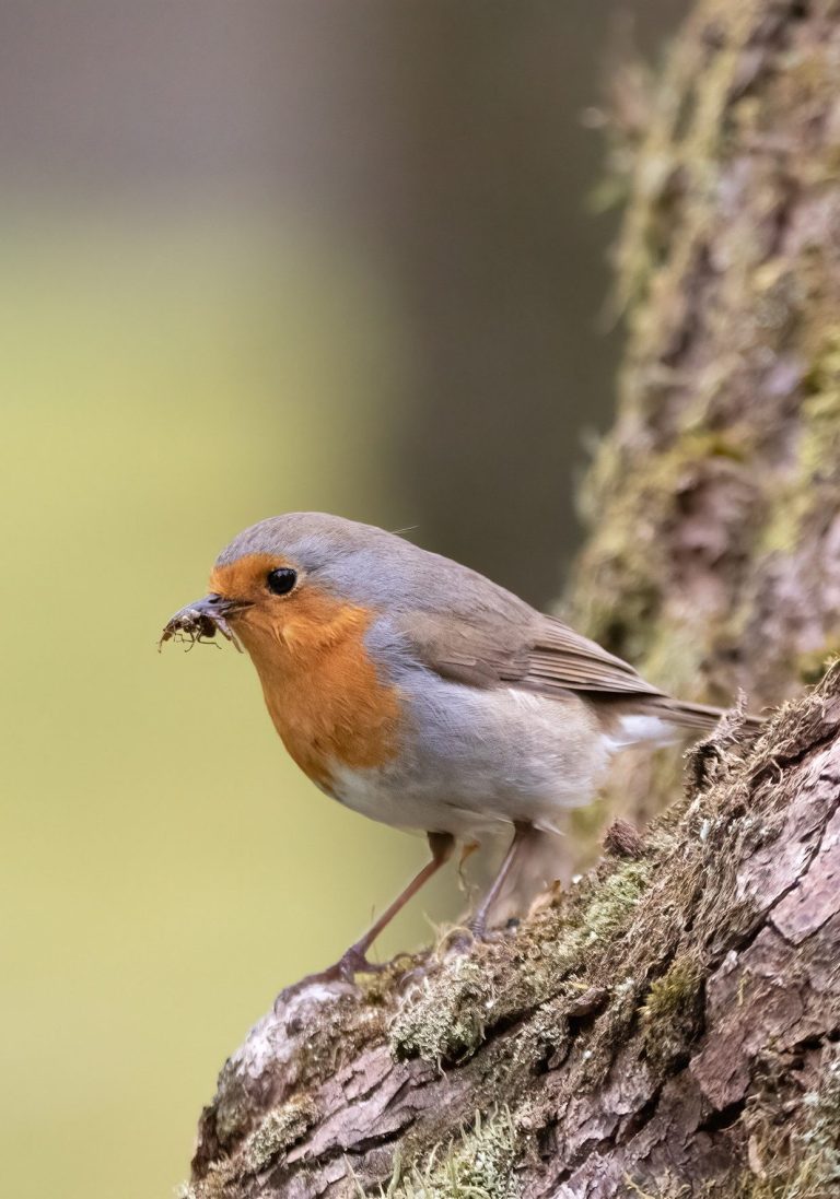 Bird in Langdale Cottage garden