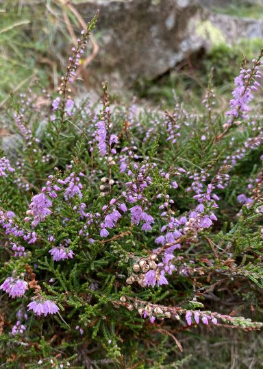 Common Heather (Ling) plant