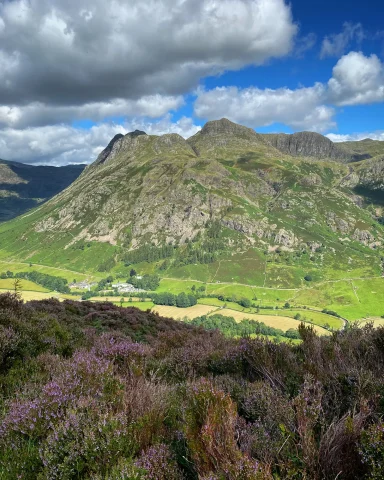 Langdale Pikes in heather season
