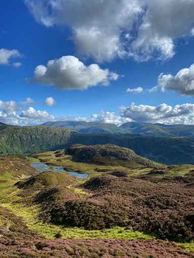 Lingmoor Tarn in heather