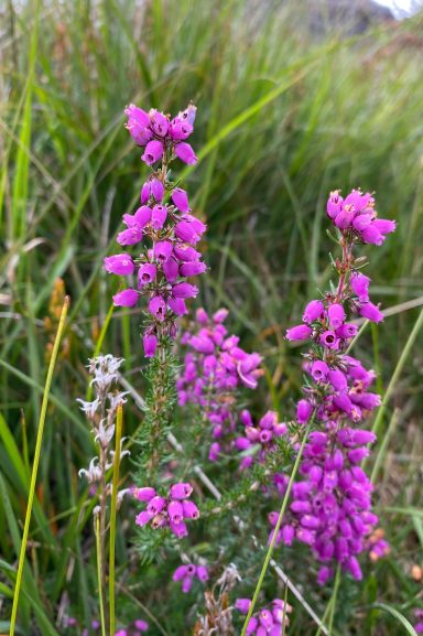 Bell Heather flower close up on Lingmoor