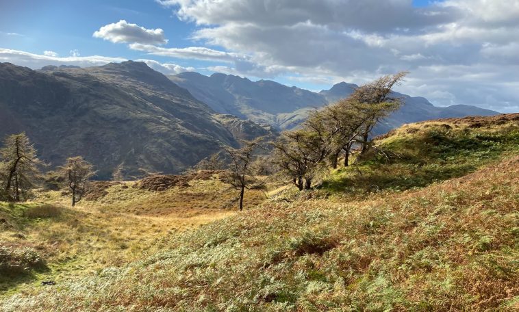 Trees on Lingmoor Fell in Autumn sunshine